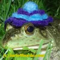 /home//u458753944/public_html/sourcegallery//Frogs/More bullfrogs/P6020098.JPG